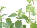 Oregano aromatyczna roślina Oregano aromatyczna roślina