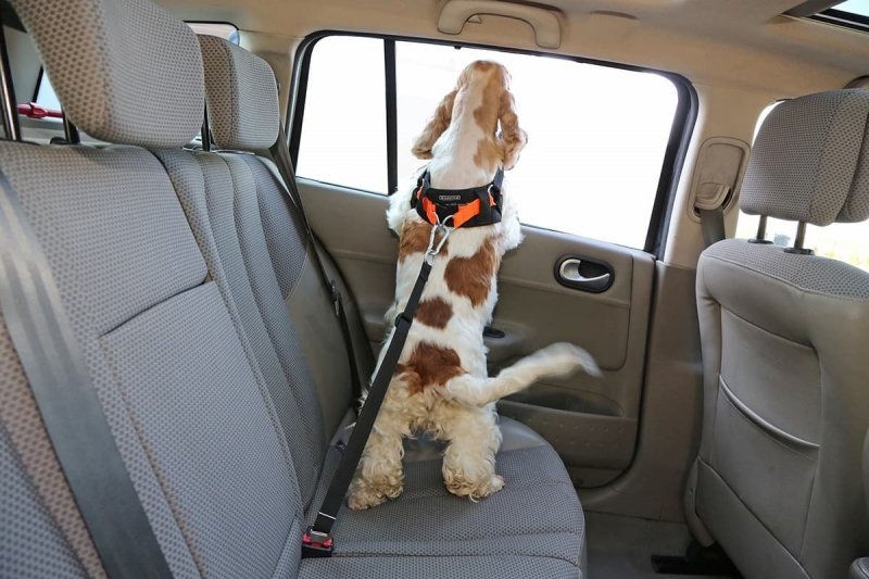 Kardiff Pasy bezpieczeństwa dla psa, rozm. XL POMARAŃCZOWY komplet