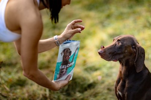 GELOREN Large Dog Suplement dla psa  - 420g
