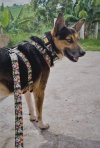 Dingo Obroża regulowana City - Chiapas 4,0cm/75cm