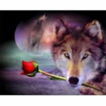 PROMO Malowanie po numerach Wilk z różą 40 x 50cm 5578