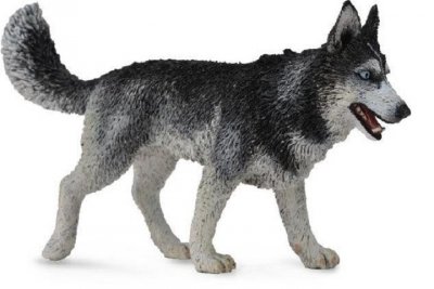 COLLECTA - DANTE Collecta syberyjski husky 88707 87074
