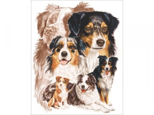 Haft Diamentowy, Obraz, Mozaika Diamentowa Diamond Painting, PIES - OWCZAREK AUSTRALIJSKI 30x40cm - DK