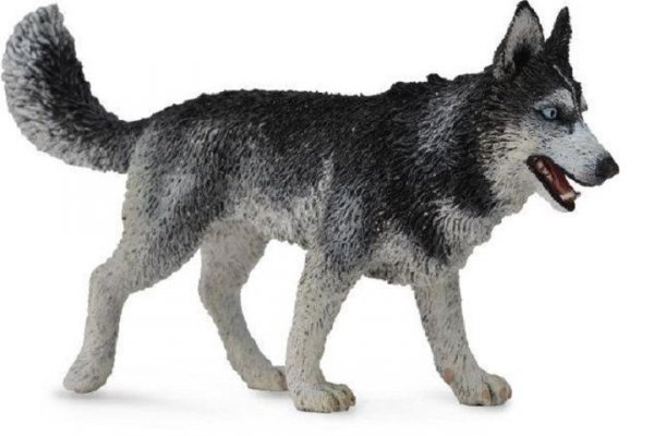 COLLECTA - DANTE Collecta syberyjski husky 88707 87074