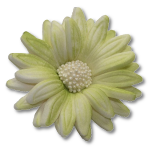 Margaretka 10 szt. -  pistacjowa