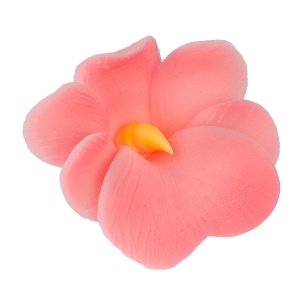 Miltonia różowa 10 szt