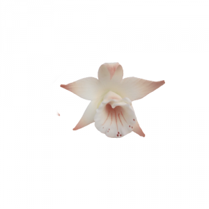 Cukrowa KATLEJA malowana kwiatek z masy cukrowej - 1szt ŁOSOSIOWA