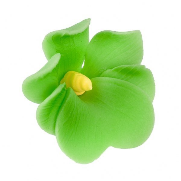 Miltonia pistacjowa 10 szt