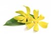 Ylang Ylang I Essential Oil, Ancient Wisdom, 10ml