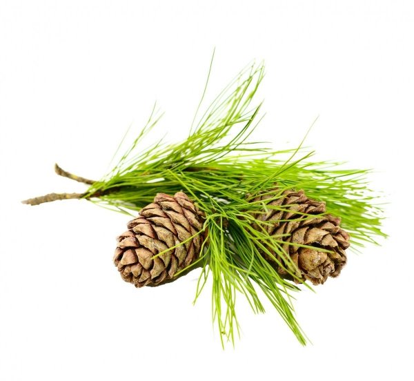 Cedar Atlas Essential Oil, Now Foods, 30ml