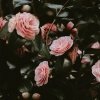 Cereria Molla BOUTIQUE Świeca Zapachowa XXL 3,5 kg Bulgarian Rose and Oud