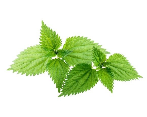 Pokrzywa zwyczajna EQUIHERBS 500g