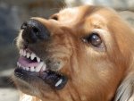 Gazy pieprzowe na psy – FAQ