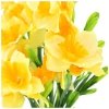 Bukiet Kwiatów Żonkile Żółty-Pomarańcz Podłużne Listki [ 5 Sztuk ]