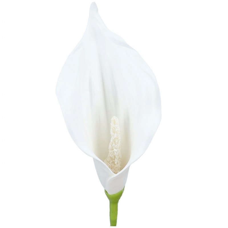 Główki Calla 6szt Ecru KR1941F [10opak]
