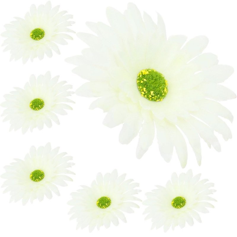 Główka 6szt Gerbera Ecru [100opak]