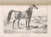 CARDINI F[rançois Joseph] - Dictionnaire d'hippiatrique et d'équitation, ouvrage ou se trouvent réunies toutes les connaissances hippigues. Deuxiéme édition, revue, corrigée, , augmentée de la moitié et ornée de 70 figures. T. 1-2.