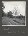 [OGRODNICTWO w Pillnitz - fotografie sytuacyjne i widokowe].