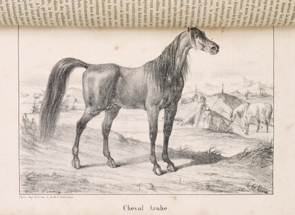 CARDINI F[rançois Joseph] - Dictionnaire d'hippiatrique et d'équitation, ouvrage ou se trouvent réunies toutes les connaissances hippigues. Deuxiéme édition, revue, corrigée, , augmentée de la moitié et ornée de 70 figures. T. 1-2.
