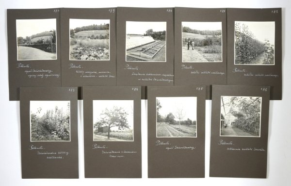 [OGRODNICTWO w Pillnitz - fotografie sytuacyjne i widokowe].