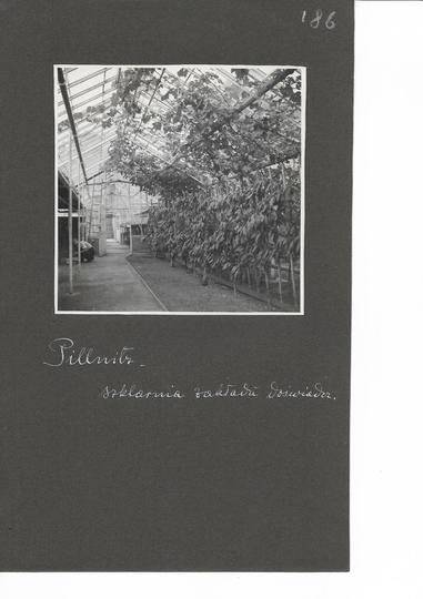[OGRODNICTWO w Pillnitz - fotografie sytuacyjne i widokowe].