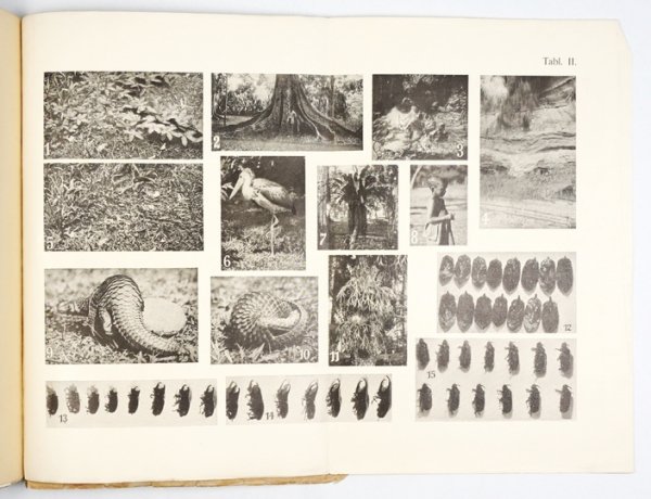 SIEDLECKI Michał - Jawa. Przyroda i sztuka. Uwagi z podróży. Napisał ...