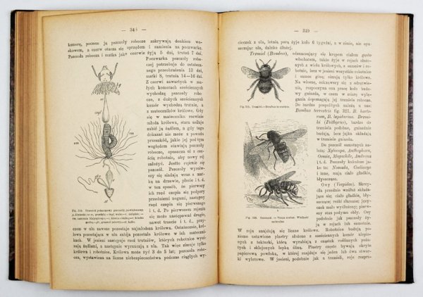 WRZEŚNIOWSKI August - Zasady zoologii. Z 499 rysunkami w tekście