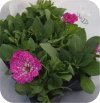 Surfinia purpurowa 6 sztuk
