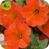 Petchoa Beautical Red Mapple