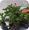 Pelargonia Angielski mix 6 sztuk