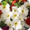 Petchoa Beautical Pearl White