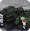 Begonia Bulwiasta różowa  6 sztuk