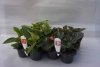 Begonia Dragon biała z zielonym liściem 6 sztuk