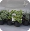 Plectranthus 6 sztuk
