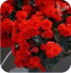 begonia czerwona
