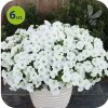 vista snowdrift