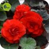 begonia bulwiasta czerwona