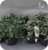 Lysimachia Goldilocks 6 sztuk