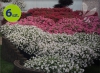 supertunia