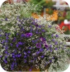 Euphorbia biała 6 sztuk