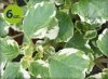 plectanthus allegro