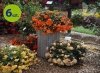 Begonia Belina Orange 6 sztuk