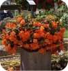 Begonia Champagner 6 sztuk