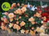 begonia Fragrant Falls allegro