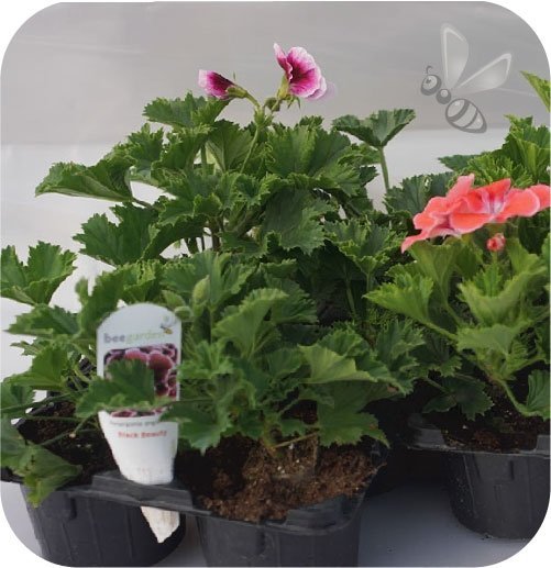 Pelargonia Angielski mix 6 sztuk