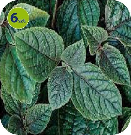plectranthus Nico