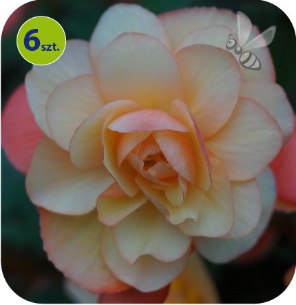 Begonia Belina Orange 6 sztuk