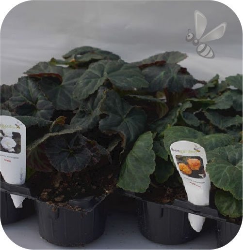 Begonia Bulwiasta różowa  6 sztuk