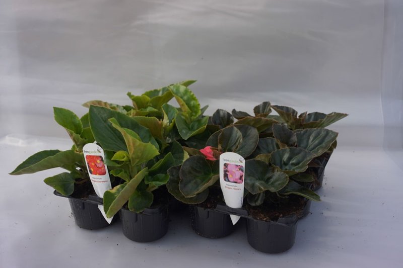 Begonia Dragon biała z zielonym liściem 6 sztuk