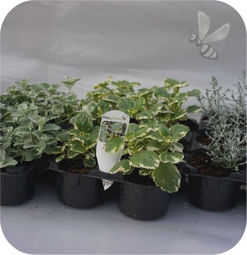 Plectranthus 6 sztuk